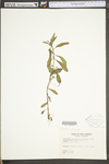 Ludwigia leptocarpa