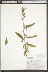 Ludwigia alternifolia