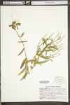 Epilobium coloratum