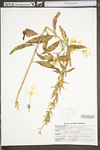 Oenothera parviflora