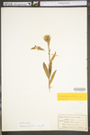 Oenothera biennis