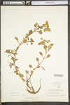 Ludwigia palustris