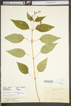 Circaea lutetiana ssp. canadensis