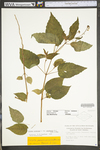 Circaea lutetiana ssp. canadensis