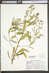 Ludwigia leptocarpa