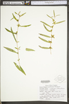 Ludwigia alternifolia