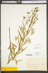 Ludwigia alternifolia