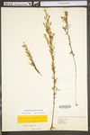 Epilobium leptophyllum