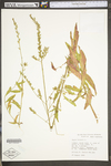 Oenothera gaura