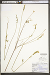 Oenothera gaura