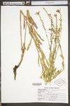 Oenothera gaura