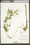 Epilobium coloratum