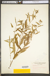 Ludwigia alternifolia