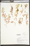 Ludwigia palustris