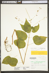 Circaea lutetiana ssp. canadensis