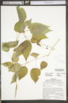 Circaea lutetiana ssp. canadensis