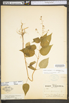 Circaea lutetiana ssp. canadensis