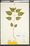 Circaea lutetiana ssp. canadensis