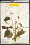 Circaea lutetiana ssp. canadensis