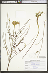 Oenothera gaura