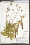 Oenothera gaura