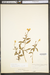 Oenothera biennis