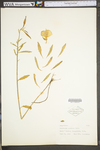 Oenothera speciosa