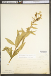 Oenothera biennis