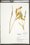 Oenothera biennis