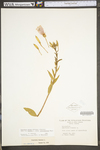 Oenothera biennis