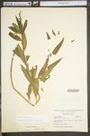 Oenothera biennis