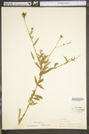 Oenothera gaura