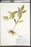 Oenothera biennis