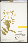 Oenothera biennis