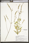 Oenothera gaura