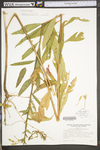 Oenothera biennis