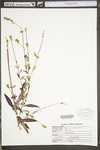 Oenothera gaura