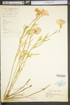 Oenothera speciosa