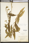 Oenothera biennis