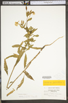 Oenothera biennis