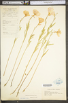 Oenothera speciosa