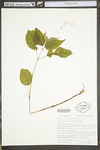 Circaea lutetiana ssp. canadensis