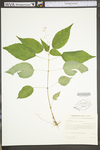 Circaea lutetiana ssp. canadensis