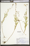 Oenothera perennis