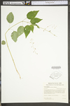 Circaea lutetiana ssp. canadensis