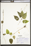 Circaea lutetiana ssp. canadensis