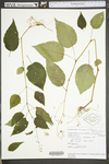 Circaea lutetiana ssp. canadensis