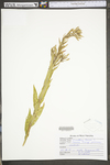 Oenothera biennis