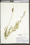 Oenothera perennis