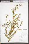 Ludwigia alternifolia